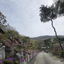 금강사 | [공주 금강사 꽃잔디 구경 다녀와 봄] 4/12 개화상태