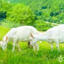 산양목장 티스토리