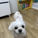 백슬동물병원 | 인천 백슬동물병원 슬개골수술 3기 4기 탈구 후기