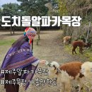 만화목장 | 제주 알파카 목장 애월 가볼만한곳으로 귀여운 친구들이 있는 도치돌알파카목장 후기