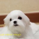 그리시아 화이트 매직 이미지