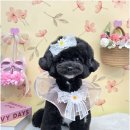 메리몰펫샵 안락점 | 부산에서 서면애견미용 전문가를 찾고 있다면, 메리몰펫샵 문현점을 주목해 보세요!