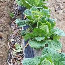 해님농장 이미지