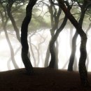 소나무풍경 이미지