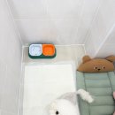 대구애견 이미지