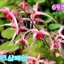 무늬맥문동농원