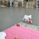 온리 펫살롱 이미지