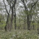 올바른스포츠제주오라점 | 5월초 제주 한라산 관음사 코스｜등산 초보 후기｜백록담 ｜ 성판악등산로 하산