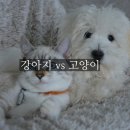 강아지와고양이 이미지