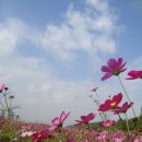 코스모스 이미지