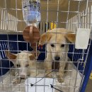 벨라켄넬 이미지