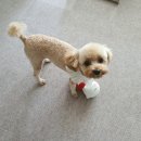 마이펫동물의료센터 이미지