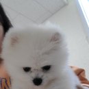 브로콜리의 목욕탕 | 광주 광산구 애견목욕 내돈내산 후기 [브로콜리의목욕탕]