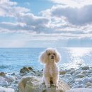 아프리카 펫센터 이미지