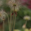 시온의 대로 이미지