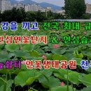 [영 상 ] 대프리카 고장에 국내최대규모의 연근재배단지 아름다운 연꽃향연이 펼쳐지는 반야월 연꽃단지금호강안심습지 이미지