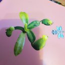 이종백 | [독후활동] 자연관찰 전집 식충 식물 만들기 체험 후기