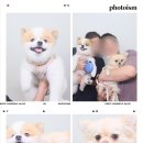 아이조아펫파크 동탄점 이미지