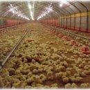 철성농장 이미지