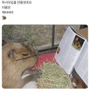 바라 이미지