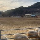 양평양떼목장 이미지