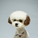 브라운 펫살롱 이미지