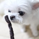 오도도그 이미지