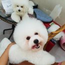 복실이네 애견 이미지