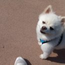 미용하는강아지 이미지