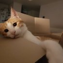 (주)펫톡 | 고양이 눈꼽 :: 내 손안에 수의사 어플 펫닥 상담 후기