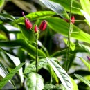 레드시크릿 이미지