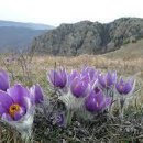 - 대초원 크로커스, Pasque flower 이미지