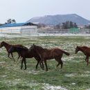 라온목장 이미지