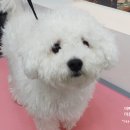 이뻐진개 이미지