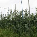 신암면011 이미지