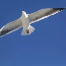 갈매기꿈 이미지