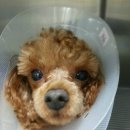 24시청주i동물병원 이미지