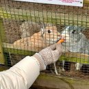 골든목장 | 겨울 제주여행 | 도치돌알파카목장, 힐링코스로 추천 | 흐린날 더 분위기 있는 곳