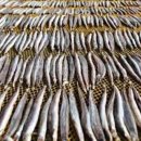 만물상회 | 🌊 속초 양미리·도루묵 축제 다녀왔어요! — 겨울 별미 제대로 즐기기 🍽️