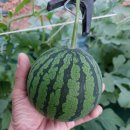 나비골농협 이미지