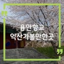 용안초등학교 | 익산 가볼만한곳 용안향교 벚꽃명소 여행