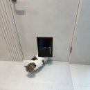 영림환경 | 고양이 베란다 펫도어 시공, 영림 셀프 폴딩형 설치 후기 &amp; 적응 팁