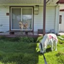 소롱코지 이미지