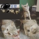 주인있는 고양이 납치해서 구조컨텐츠 올린 유튜버 정리 이미지