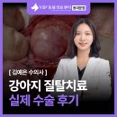 세우리동물병원 | 동대문 동물병원, 강아지 질탈치료 수술 후기