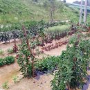 물내음 팬션 이미지