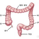 대장 용종 [ colon polyp ] 이미지