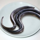장어가 이미지