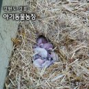 강릉 아이와 가볼만한곳 대관령 아기동물농장