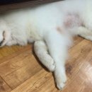 미용하시개 이미지